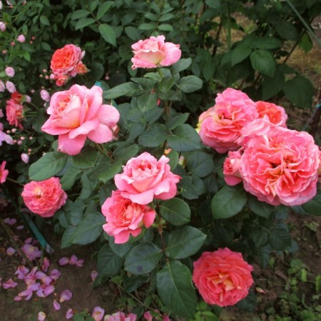 Seedling rose "Mami Ditier", tube, spring 2025