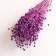 Set of dried flowers "Lenon-long-tuned", banch length 55-60 (+/- 6 cm), purple