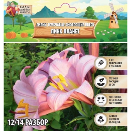 Lilies Tubular Watching Up "Pink Planet", Rr 12/14, 2 pcs, Spring 2024