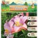 Lilies Tubular Watching Up "Pink Planet", Rr 12/14, 2 pcs, Spring 2024