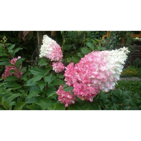 Sharp hydrangea pan -shred "Ruby (Syn. Angel Blush)", pot P8, Summer 2024