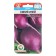 Seeds Radis Blue hoar, 2 g