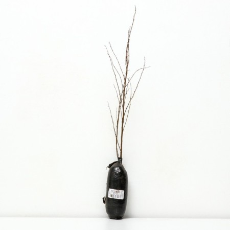 Birlian birch "Golden Traja", 1 pc, tube, spring 2025-1
