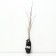 Birlian birch "Golden Traja", 1 pc, tube, spring 2025