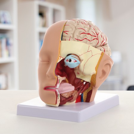 Model "Human Head" collapsible, 20x20x15cm-1