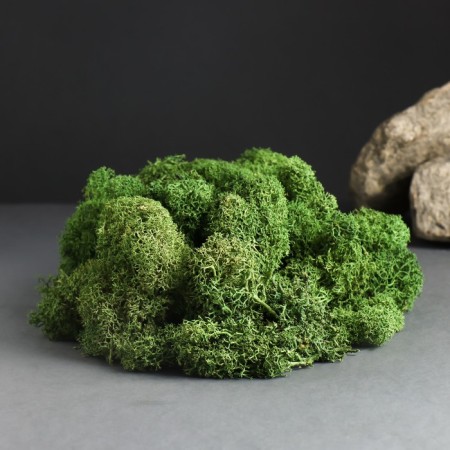 Moss Yagel stabilized "natural green" 300 gr.