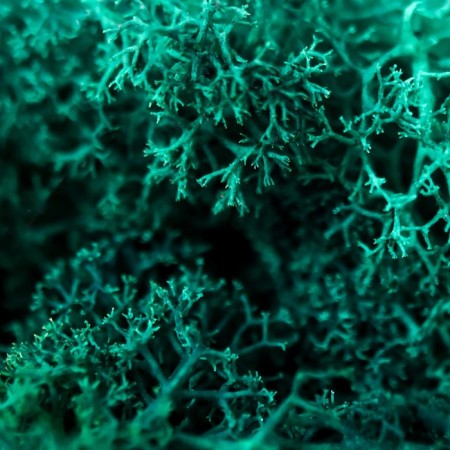 Moss stabilized "sea wave" mix 45 gr (+-5 gr)-4