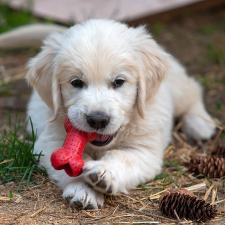 Chewing toy "Small bone", tpr, 8.5 cm, red-4