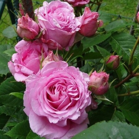 Seedling rose "Bienvenu", tube, spring 2025