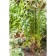Builder for flowers, d = 5 cm, h = 60 cm, metal, green, "spiral"