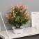 Bonsai in the Liliana Premium pot 25x12 cm, mix