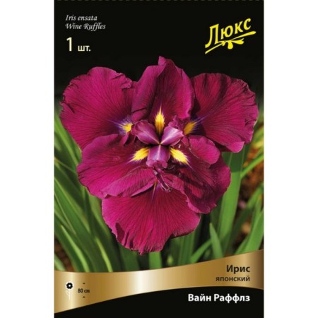 Iris Japanese "Vine Raffles", 1 pc, rr I, spring 2025-2