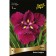 Iris Japanese "Vine Raffles", 1 pc, rr I, spring 2025