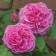 Seedling rose English park "Gertrude Jackill", tube, 1 pc, spring 2025