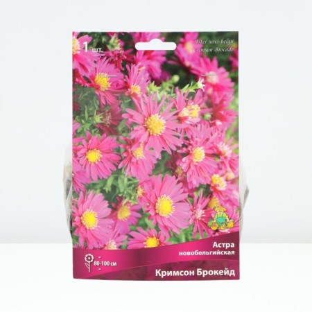 Astra Novobelgi Crimson Brock, Rr. I, 1 pc, spring 2025