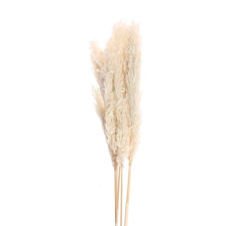 Sukhotzet "Pampas grass" set of 5 pcs., Beige color-3