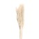 Sukhotzet "Pampas grass" set of 5 pcs., Beige color