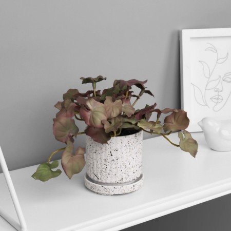 Bonsai in the pot "Filodendron Sello ultra" (soft sheet) 15x7 cm, mix