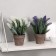 Bonsai in the pots "Muscari" 10x22 cm, mix