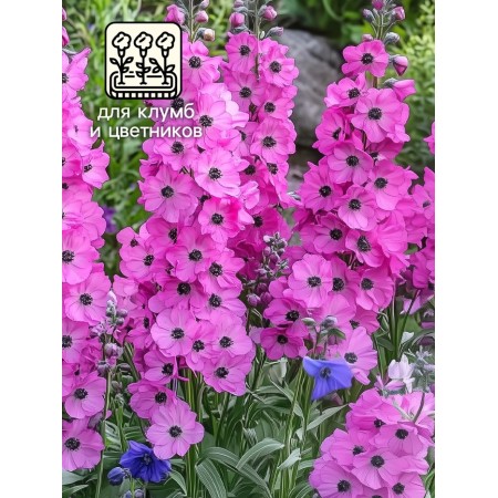 Flower seeds Dolphinium "Astolat", 0.05 g-2