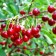 Cherry desired P9, 1 pc, height from 5 cm, autumn 2022