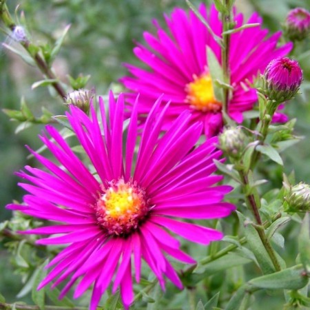 Astra shrub "Alice Haslem", P9 pot, 1 pc, spring 2024