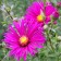 Astra shrub "Alice Haslem", P9 pot, 1 pc, spring 2024