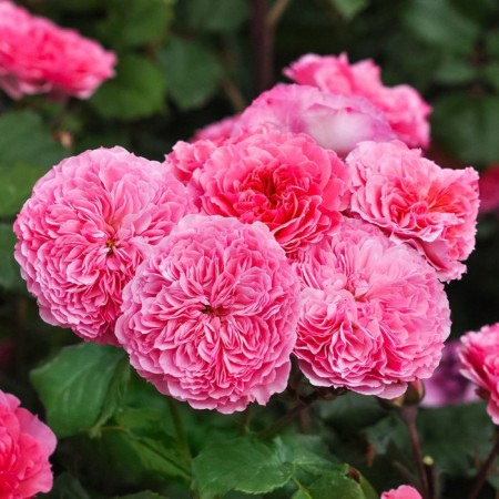 Sahenian Rosa Parkovaya "Theo Clever", tube, 1 pc, spring 2025