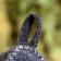 A cap for a bath with embroidery "with a light steam", gray