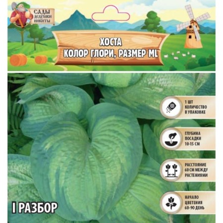 Khosta "Color Glory", rr I, size ml, 1 pc, spring 2024