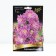 Delphinium High Highlander Flmenko, Rr. I, 1 pc, Spring 2025