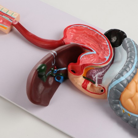Model "The Digestive System of Human" 90*32cm-3