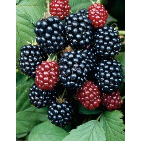 Black blackberry Thornfrey, C2 pot, H20-40 Height, 1 pc, summer 2024