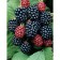 Black blackberry Thornfrey, C2 pot, H20-40 Height, 1 pc, summer 2024