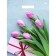 Tulips package as a gift, plastic, with a cut pen, 31 x 40 cm, 60 μm