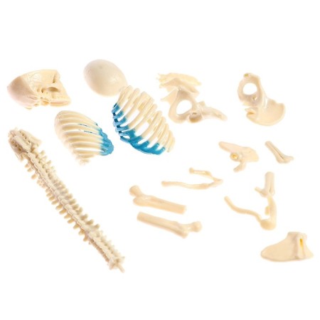 Set for experiments "Body structure", pregnant woman-7