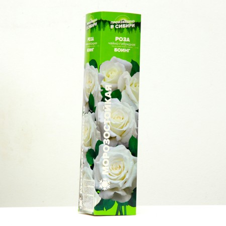 Boeing Rosa seedling, spring 2024, 1 pc.-1