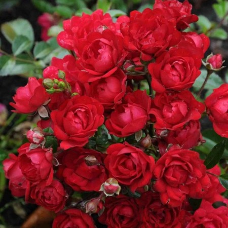 Seedling rose "Red Feyri", tube, spring 2025