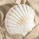 Shell decorative scallop, 10-12 cm