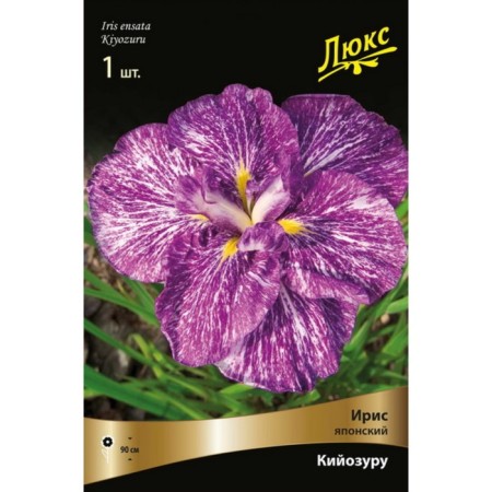 Japanese Iris "Kiyozur", 1 pc, rr I, spring 2025-2