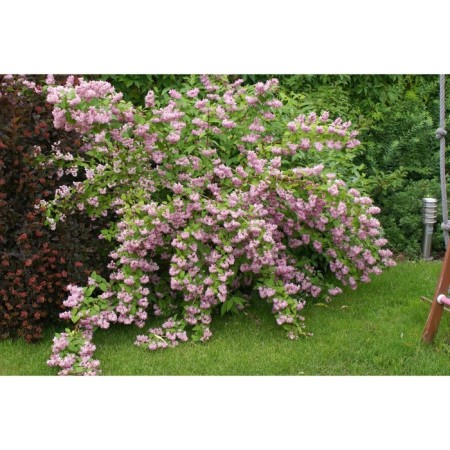 Sahenian Acts Hybrid "Strawberry Fields", pot P9, Summer 2024