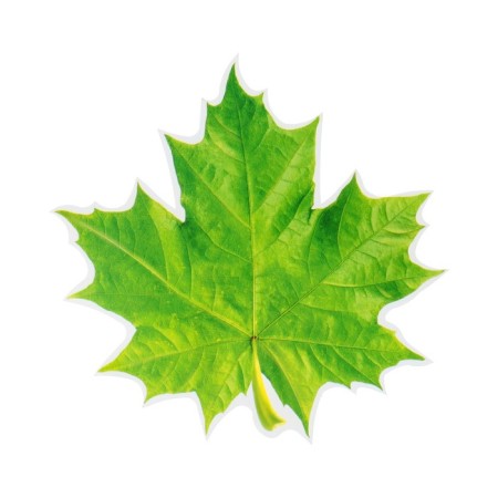 Decoration on the adhesive tape "Maple leaf" Green, 18x18 cm