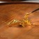 Bowl stand "Dragon", 8x2x3.6cm