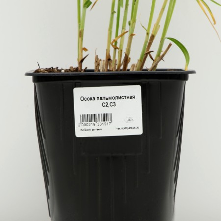 Sedge palmolite, pot C3, 1 pc, spring 2024-3