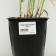 Sedge palmolite, pot C3, 1 pc, spring 2024