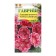 Gloxinia seeds are beautiful "Admiral Rose", F1, 4 pcs
