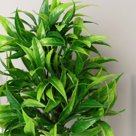 Bonsai in the pot "Dracino bent" 9x30 cm-1