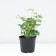 Doculter Great Alba, C3 Pot, 1 pc, Summer 2024