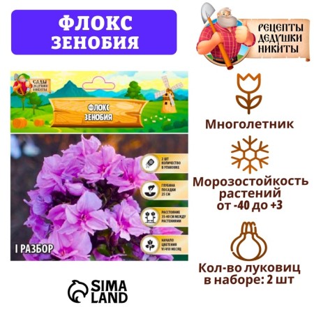 Flox "Zenobia" rr I, 2 pcs,