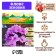 Flox "Zenobia" rr I, 2 pcs,